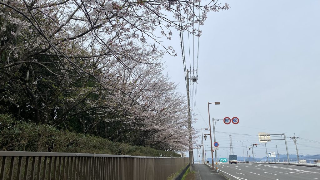 桜舞い散る